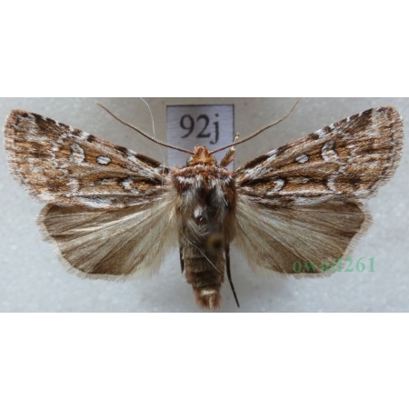 Lycophotia porphyrea (Denis & Schiffermüller, 1775) Czech92j